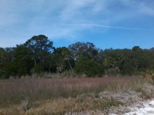 This is natural Florida