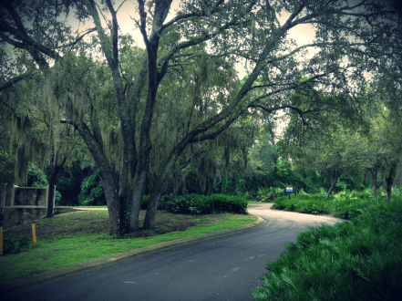 wekiva trail seminole county oak