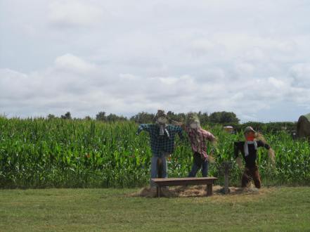 10 -field and scarecrows